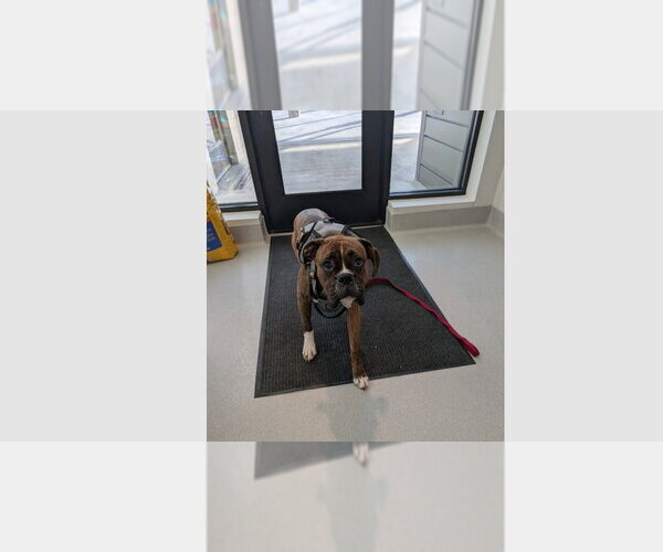 Medium Photo #1 Boxer Puppy For Sale in Austin, TX, USA