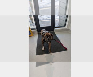 Boxer Dogs for adoption in Austin, TX, USA