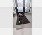 Santos - Male Boxer Dog for Adoption - Small photo