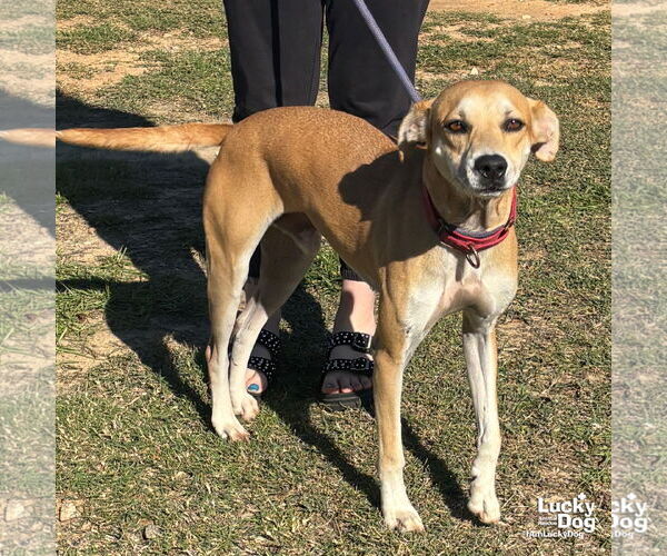 Medium Photo #3 Labrador Retriever-Retriever  Mix Puppy For Sale in Washington, DC, USA