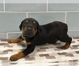 Doberman Pinscher Puppy for Sale in ATHENS, Alabama USA