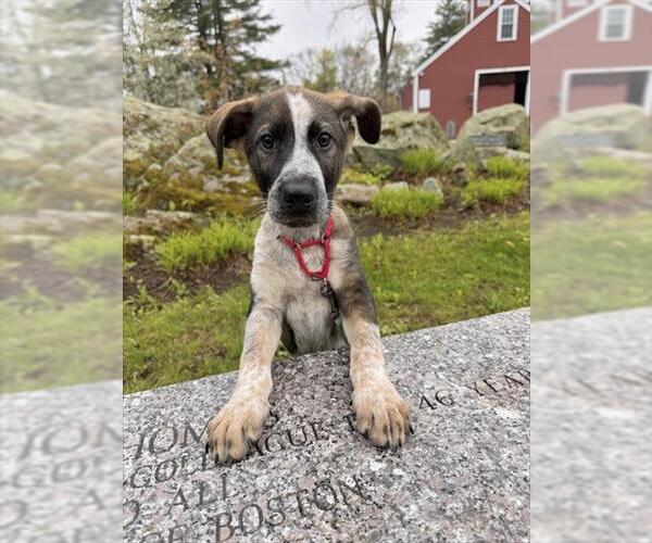 Medium Photo #1 Mutt Puppy For Sale in Dedham, MA, USA