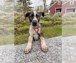 Small Mutt