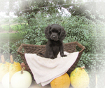 Puppy River Cocker Spaniel-Miniature Bernedoodle Mix