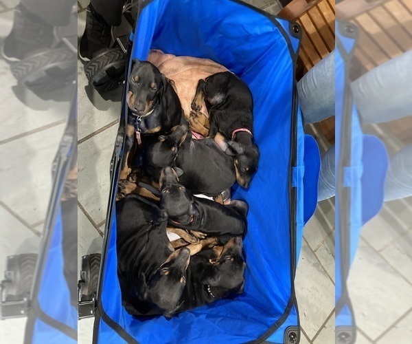 Medium Photo #8 Doberman Pinscher Puppy For Sale in PITTSFIELD, MA, USA