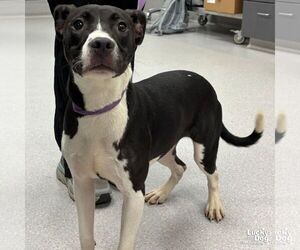 Labrador Retriever-Unknown Mix Dogs for adoption in Washington, DC, USA