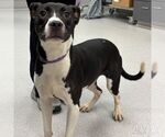 Small #1 Labrador Retriever Mix