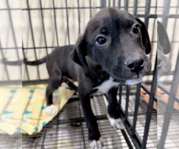 Medium Photo #3 American Pit Bull Terrier-Labrador Retriever Mix Puppy For Sale in GILBERTS, IL, USA
