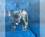 Small Photo #16 French Bulldog Puppy For Sale in CARY, NC, USA