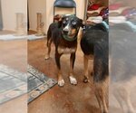 Small Photo #2 Australian Kelpie-Huskies  Mix Puppy For Sale in Mountain View, AR, USA