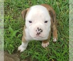 Small Photo #2 Olde English Bulldogge Puppy For Sale in CANTON, TX, USA