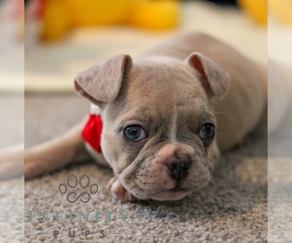 Medium Photo #6 French Bulldog Puppy For Sale in YORK, PA, USA
