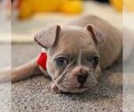 Small #5 French Bulldog