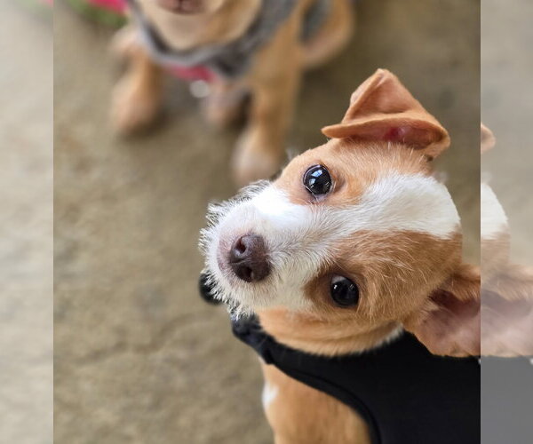 Medium Photo #1 Chihuahua-Unknown Mix Puppy For Sale in Morganville, NJ, USA