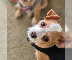 Chihuahua-Unknown Mix Dogs for adoption in Morganville, NJ, USA