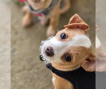 Tinette - Female Chihuahua-Unknown Mix Dog for Adoption - Small photo