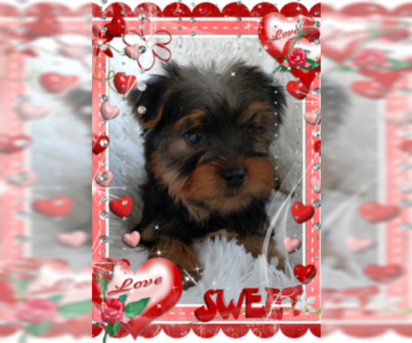 Medium Photo #3 Yorkshire Terrier Puppy For Sale in DOUGLAS, GA, USA