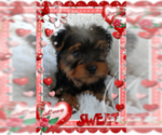 Small Photo #3 Yorkshire Terrier Puppy For Sale in DOUGLAS, GA, USA