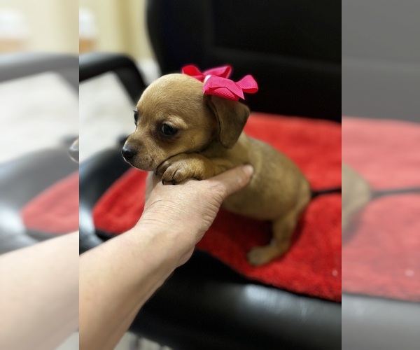 Medium Photo #3 Chiweenie Puppy For Sale in HOUSTON, TX, USA