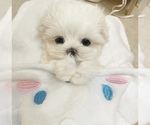Small Photo #6 Maltese Puppy For Sale in HAYWARD, CA, USA
