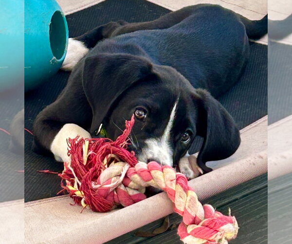 Medium Photo #15 Great Dane-Unknown Mix Puppy For Sale in Canton, CT, USA