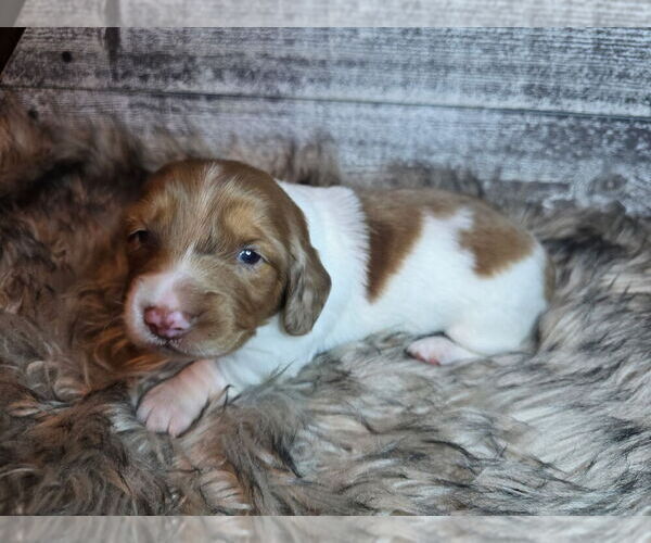 Medium Photo #1 Dachshund Puppy For Sale in NEOSHO, MO, USA