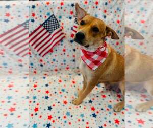Mutt Dogs for adoption in Houston, TX, USA