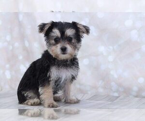 Yo-Chon Puppy for sale in MARIETTA, GA, USA