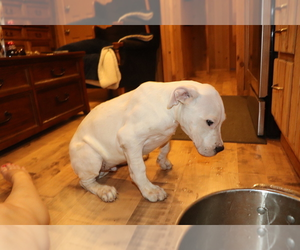 Medium Photo #4 Dogo Argentino Puppy For Sale in CANON CITY, CO, USA
