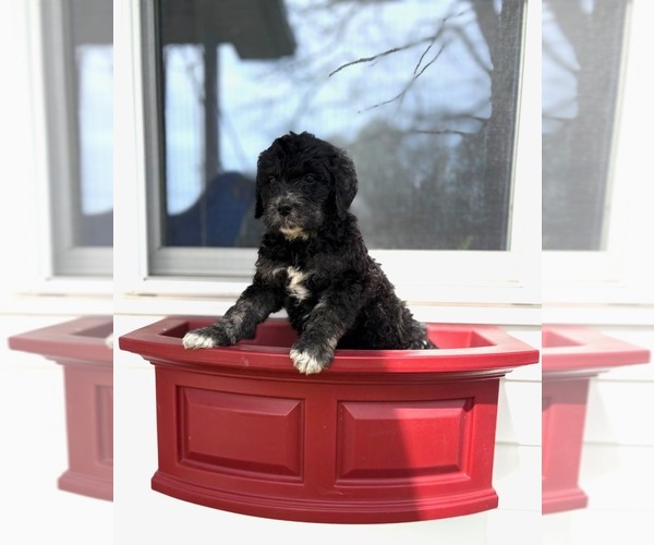 Medium Photo #1 Golden Mountain Doodle Puppy For Sale in PHILIPPI, WV, USA