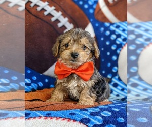 YorkiePoo Puppy for sale in LINCOLN UNIV, PA, USA
