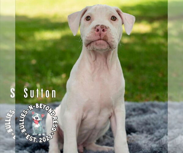 Medium Photo #22 Staffordshire Bull Terrier-Unknown Mix Puppy For Sale in Omaha, NE, USA