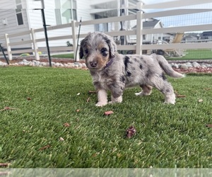Medium Bernedoodle