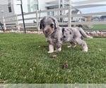 Puppy Hera Bernedoodle