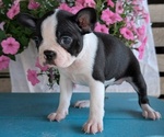 Small Photo #17 Boston Terrier Puppy For Sale in GOSHEN, IN, USA