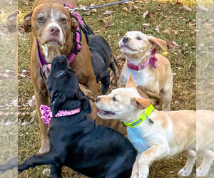 American Pit Bull Terrier Puppy for sale in HUNTSVILLE, AL, USA