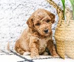 Small Photo #28 Poodle (Toy) Puppy For Sale in SYRACUSE, IN, USA