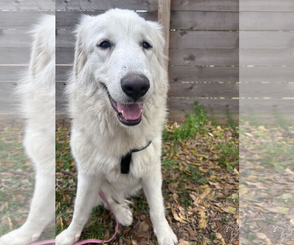 Medium Photo #3 Great Pyrenees Puppy For Sale in Spring, TX, USA