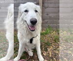 Small #2 Great Pyrenees