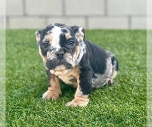 English Bulldog Puppy for sale in NEW YORK, NY, USA