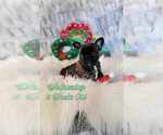 Puppy 4 French Bulldog