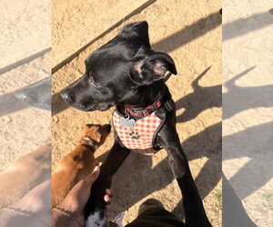 Labrador Retriever-Unknown Mix Dogs for adoption in Holly Springs, NC, USA