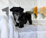 Small #5 Morkie