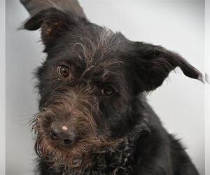 Labradoodle Dogs for adoption in Fort Collins, CO, USA