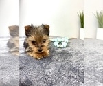 Small #6 Yorkshire Terrier