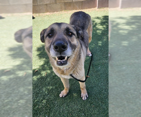 Medium Photo #1 German Shepherd Dog Puppy For Sale in Lakewood, CO, USA