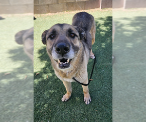 German Shepherd Dog Dogs for adoption in Lakewood, CO, USA