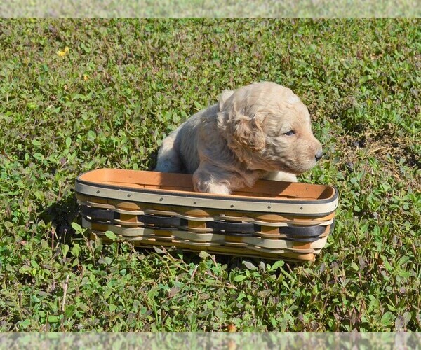 Medium Photo #3 Goldendoodle Puppy For Sale in LIVE OAK, FL, USA