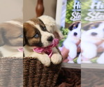 Small Photo #111 Australian Shepherd Puppy For Sale in LEXINGTON, SC, USA