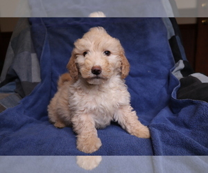 Goldendoodle-Poodle (Miniature) Mix Puppy for sale in SHILOH, OH, USA